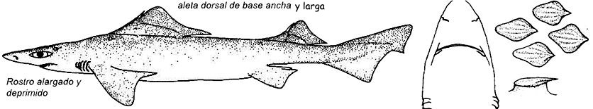 Centrophorus lusitanicus_01.jpg